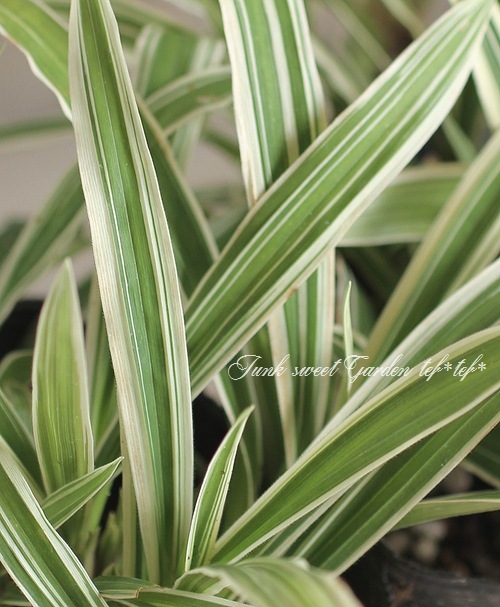 <i>Carex</i><BR><BR>����å���<BR>�إȥ쥸�㡼�������ɡ�