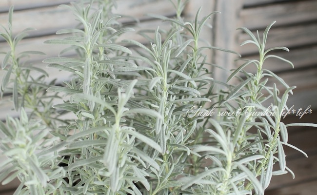 i>Lavandula x intermedia</i><BR><BR>ラバンジンラベンダー<BR