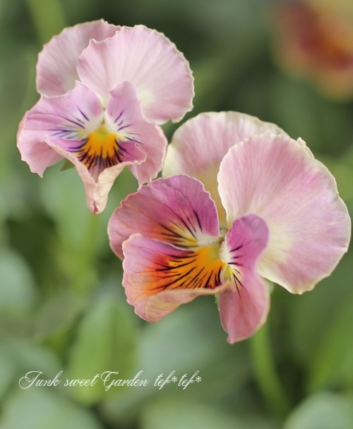 <i>Petunia��hybrida</i><BR><BR>������ݤ���<BR>�ӥ���إե���ե��ꥢ��