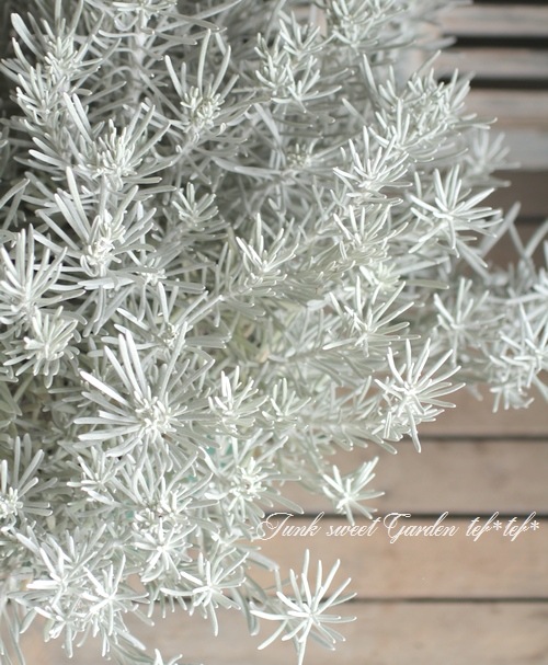 <i>Helichrysum thianschanicum</i><BR><BR>�إꥯ�ꥵ��<BR>�إ���С����Ρ���