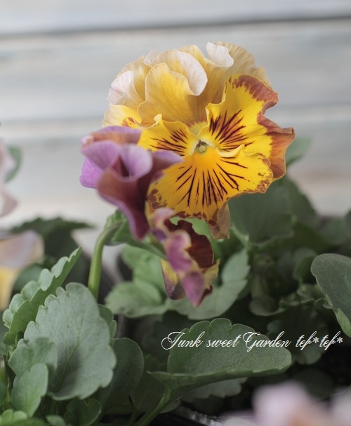 �ե��ѥ󥸡����ե�ե�إ֥��󥺡�