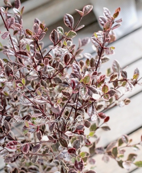 <i>Lophomyrtus ralphii</i><BR><BR>���ե��ߥ륿��<BR>�إޥ��å��ɥ饴�����ȭ��