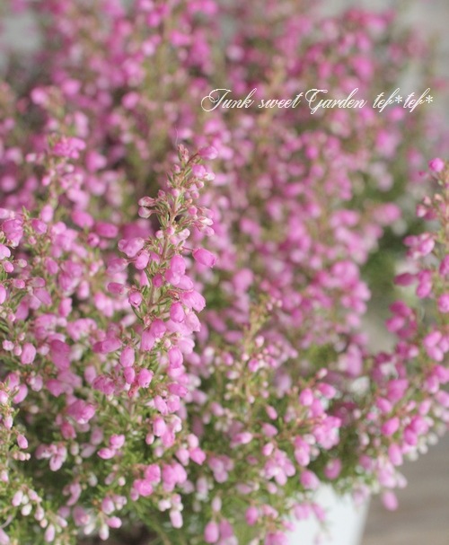 <i>Erica melanthera</i><BR><BR>���ꥫ �����󥻥�<BR>�إӥ꡼�֥�����ɡ�