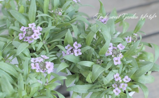 <i>Lobularia hybrid</i><BR><BR>�������ȡ�����å��� �إ⡼�ֿ���