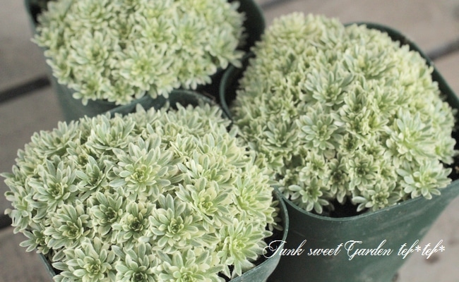 <i>Saxifraga</i><BR><BR>���α�����<BR>�����ꥯ��ޥ���<BR>�عȾ�Į��