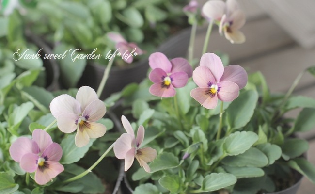 ���ߤ�ȥӥ��顡�إ��󥴥��⡼���