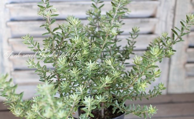 <i>Westringia fruticosa</i><BR><BR>ȥꥢ󡦥ޥ꡼<BR>ȥ󥮥<BR>إեƥ