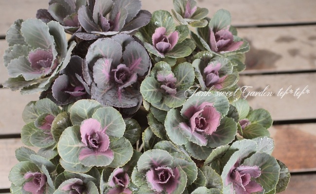 ����ƥ������ղ�ð����˨�֥��å�����