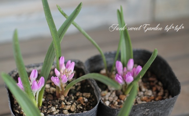 �ݥꥭ���� (�ݥꥯ����)���إ��󥷥ե��ꥢ�� �ԥ�