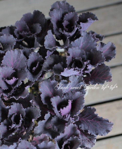 【花苗】ミニ葉ボタン ジュエリーシリーズ BLACK LEAF おまけ種子付き 花苗】ミニ葉ボタン ジュエリーシリーズ BLACK LEAF おまけ種子付き