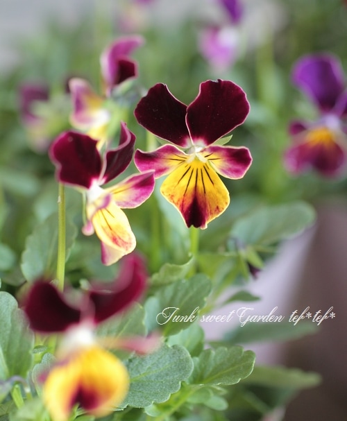 育種うえたオリジナルビオラ 『フェアリーフェネック』 | すべての商品