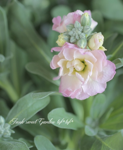 ドイリー1265❤️ぷっくりツル薔薇と八重咲き花、ナデシコ、蝶々のドイリー✨ 8月29日 金曜日 夏の疲れも出る頃 週末は 心に効くお花と一緒に