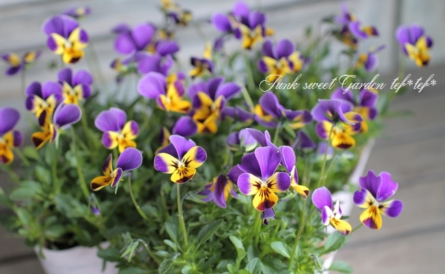 ゲブラさんのオリジナルビオラ 『チュニチュニ・ラブブルー』 | Flower