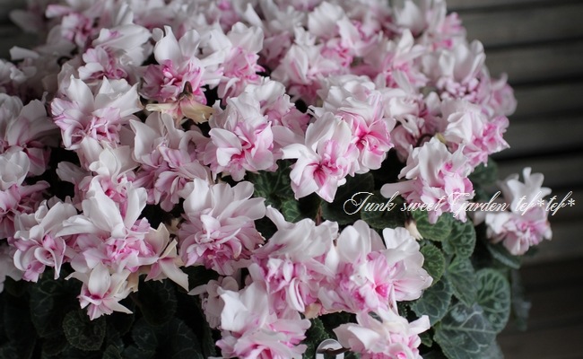 <i>Cyclamen persicum</i><BR><BR>Ȭ�ź餭��������<BR>���ź餭��ꥷ������ <BR>�إ����������ԥ󥯥Х����顼��