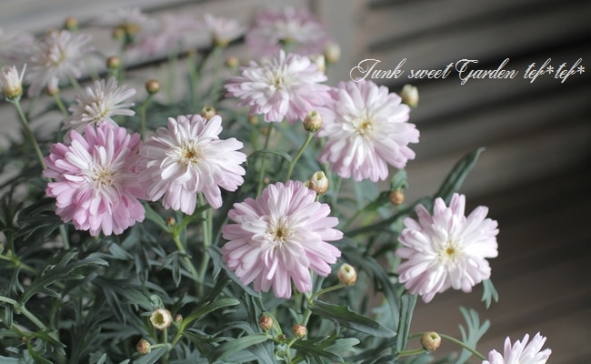 マーガレット ハニービーシリーズ 『ピンクスパイダー』 | すべての