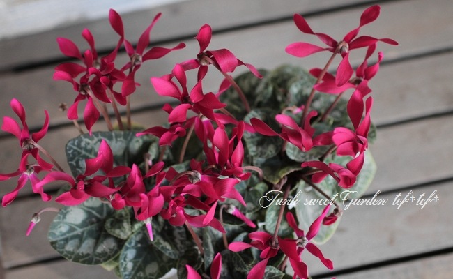 大栄花園ブリーディングセレクション ミニシクラメン マクルール チョコレート すべての商品 Junk Sweet Garden Tef Tef