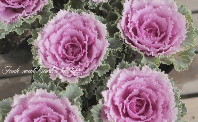 <i>Brassica</i><BR><BR>�󤻿������������ղ�ð��<BR>�ե�󥸥ԥ󥯡�3�ĥ��åȡ�