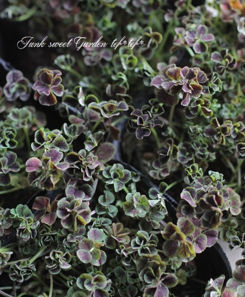 �ߤ�ȱ�ݥ��󥸥��륯�����С����إ����ꥢ����