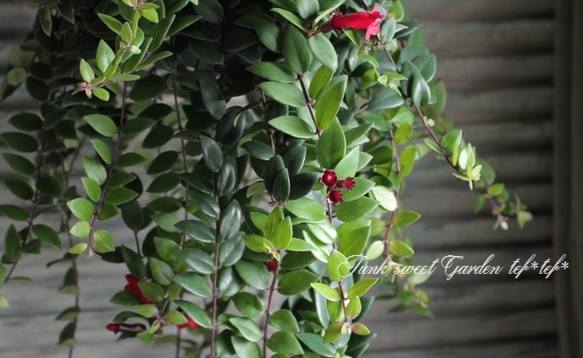 <i>Aeschynanthus </i><BR><BR>��ȥ��åȤ�tef*tef*Green�����ǥ��͡���<BR>�إ������ʥ󥵥��ߥ֥ꥭ��