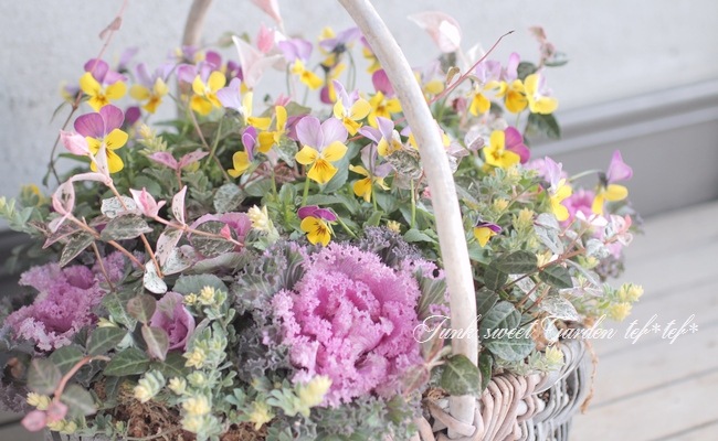 tef*tef*�󤻿��� 2016<BR> * no.71 *<BR>��ǯ��͵��Υԥ󥯡ߥ�������