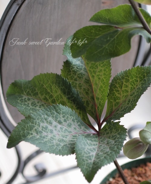 クリスマスローズ 『モリーズホワイト』 | すべての商品 | | Junk