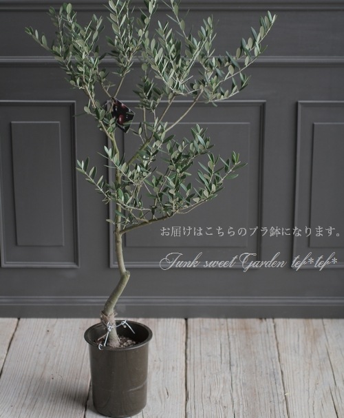 オリーブ　チプラッシーノ オリーブ 『チプレッシーノ』 樹形良し！良株！ 盆栽屋soujuさん仕立て