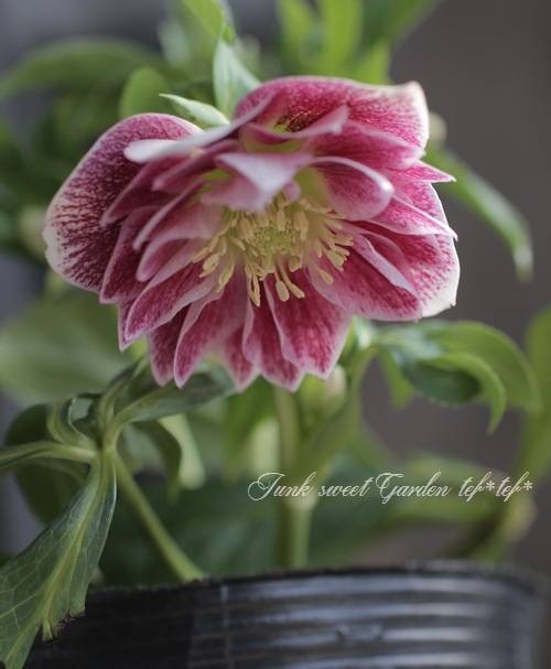 クリスマスローズ 富山県・松浦園芸 『ミルフィーユ No.J』 | すべての