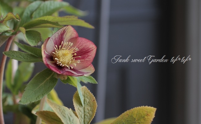 そ*♪様 ❤️プチプチ新芽❤️1283 【❤️極上❤️ソレイユ】クリスマスローズ 広瀬園芸カップ咲きピンクボカシddソレイユ系縁白開花株クリスマスローズ