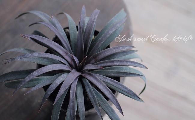 ユッカ 『デスメティアーナ』 No.3 | すべての商品 | | Junk