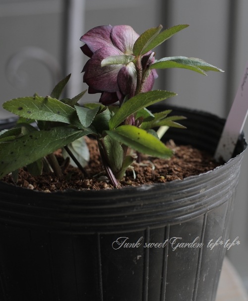 ナーセリー夢花人 クリスマスローズ 『グレープバイカラーダブル』 M-8