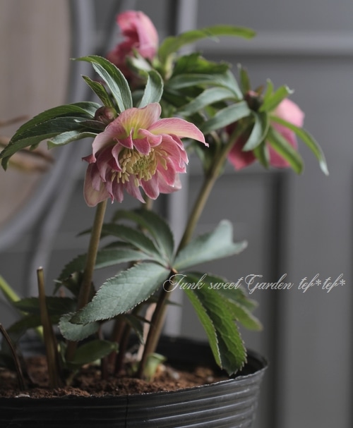 ナーセリー夢花人 クリスマスローズ 『原種系ピンクアプリコットバイ