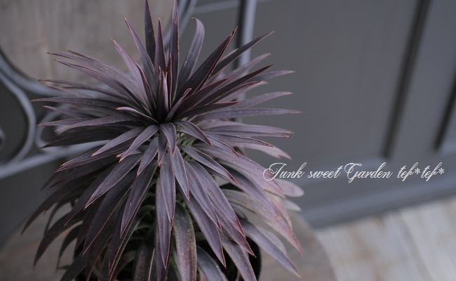 ユッカ 『デスメティアーナ』 No.B | すべての商品 | | Junk sweet