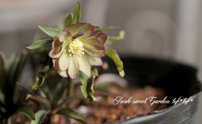 ナーセリー夢花人 クリスマスローズ 『ddグリーン・バイカラー極小輪