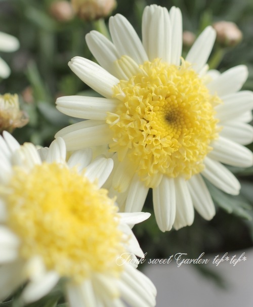 ����ݤݺ餭�ޡ�����åȡ��ؤݤݤ���١���������