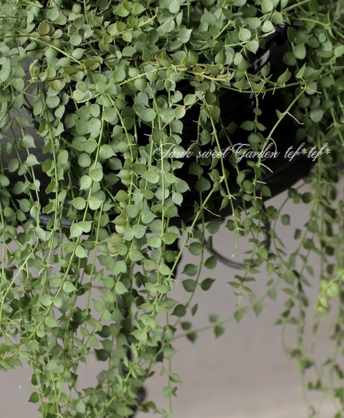 ǥǥߥꥪϡȡ륹եꥢإ꡼١ȭ