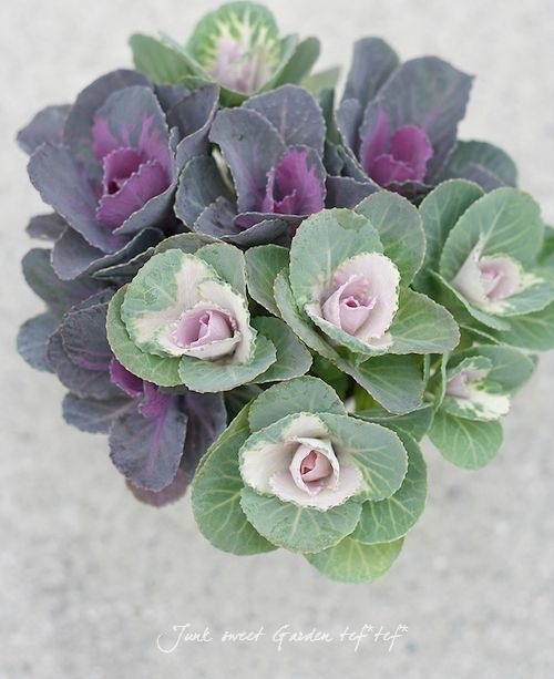 i>Brassica </i><BR><BR>寄せ植え向き♪<BR>超！ミニ葉牡丹<BR