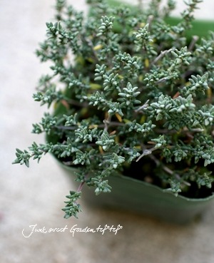 <i>Thymus.</i><BR><BR>���ä�����դäѢ�<BR>�إ���󥸥Х륵�ॿ�����