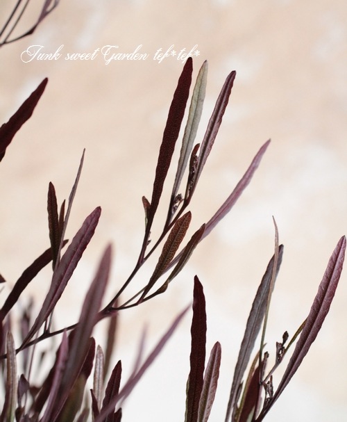 <i>Dodonaea viscosa</i><BR><BR>�ɥɥʥ���������������<BR>�����ʼ�إ�ȥ�ե����䡼��