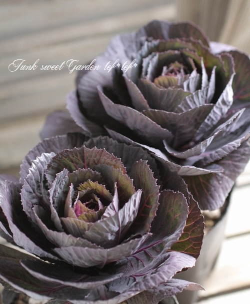 å׺餭ղð֥å륷󡡡إ٥륵