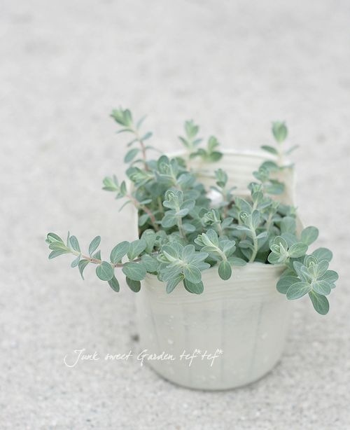 �ҥڥꥫ�ࡡ�إ���С��ʡ�