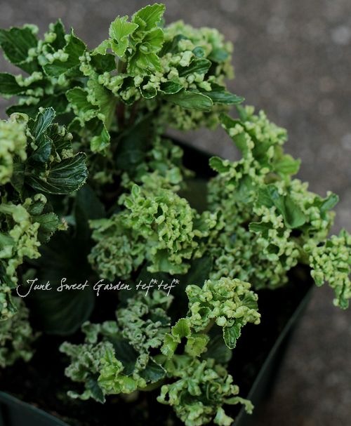 �إǥ顡�ؿ���١�-��������-