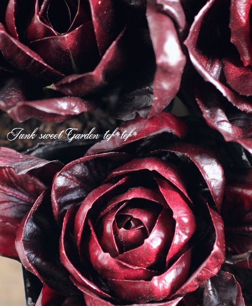 <i>Cichorium intybus</i><BR><BR>�����ȥ٥����֥�<BR>�ߤ�ȱ�ݤ���Ρإ������