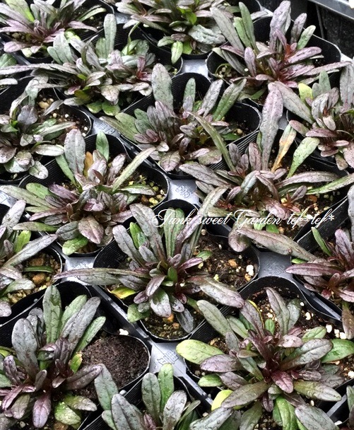 �����奬���إ��祳�졼�ȥ��åס�