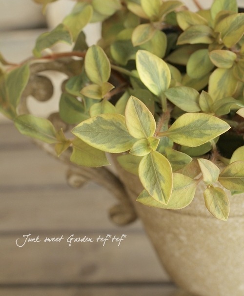 åʥ꡼ꡪꥷޥ إå