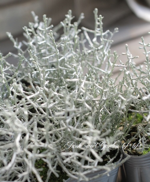 �������ե��륹���إץ�����ʡ� 