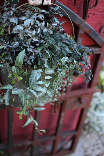 シッサス 『アマゾニカ』 丈夫で日陰でOK | すべての商品 | | Junk