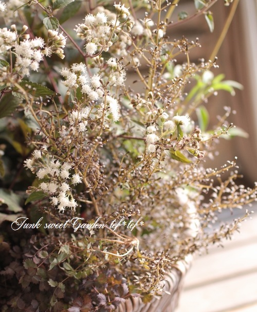 ���ץ����ޡإ��祳�졼�ȥ��른�㡼��