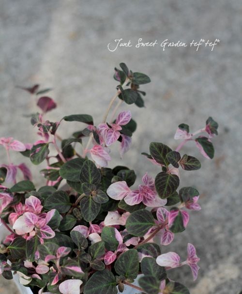 ������Ƽ�եꥷ�ޥ������إ��塼�ƥ��󥰥�������