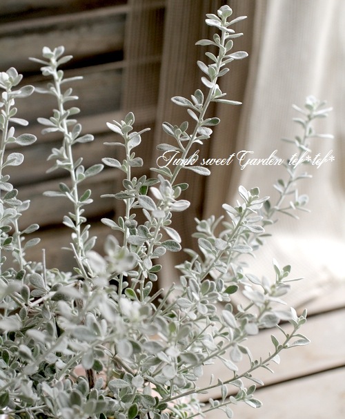 ���쥢�ꥢ���إ�ȥ륹�⡼������