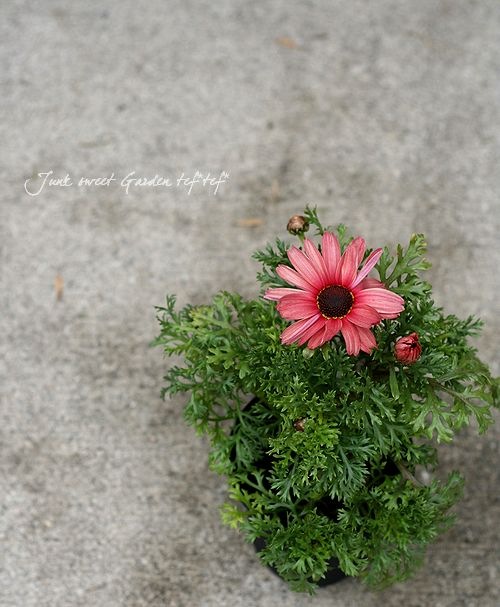 <i>Chrysanthemum frutescens</i><BR><BR>�Ѥ��餭�ޡ�����å�<BR>�إԡ������������